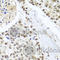 BCL2 Interacting Protein 3 Like antibody, A6283, ABclonal Technology, Immunohistochemistry paraffin image 