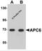 Cell Division Cycle 16 antibody, 5729, ProSci, Western Blot image 