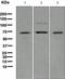 Telomeric Repeat Binding Factor 2 antibody, ab108997, Abcam, Western Blot image 