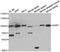 Glutaminyl-TRNA Synthetase antibody, orb247709, Biorbyt, Western Blot image 