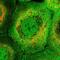 Pleckstrin Homology And RhoGEF Domain Containing G3 antibody, NBP2-56066, Novus Biologicals, Immunocytochemistry image 
