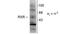 Retinoic acid receptor RXR-gamma antibody, TA309232, Origene, Western Blot image 