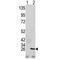 Growth Factor Receptor Bound Protein 2 antibody, F49558-0.4ML, NSJ Bioreagents, Western Blot image 