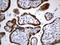 Growth Hormone 2 antibody, LS-C792756, Lifespan Biosciences, Immunohistochemistry paraffin image 