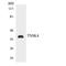 Testis Specific Serine Kinase 4 antibody, LS-C292202, Lifespan Biosciences, Western Blot image 