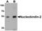 Nucleobindin 2 antibody, GTX57755, GeneTex, Western Blot image 