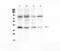 NFKB Inhibitor Alpha antibody, LS-C357485, Lifespan Biosciences, Western Blot image 