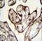 Pygopus Family PHD Finger 1 antibody, LS-C162340, Lifespan Biosciences, Immunohistochemistry frozen image 
