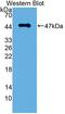 Podoplanin antibody, abx131102, Abbexa, Western Blot image 