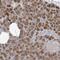 Pleckstrin Homology Domain Containing A3 antibody, PA5-56954, Invitrogen Antibodies, Immunohistochemistry frozen image 