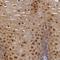 Interleukin 1 Receptor Antagonist antibody, NBP1-81616, Novus Biologicals, Immunohistochemistry frozen image 