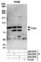 TOX high mobility group box family member 4 antibody, A304-875A, Bethyl Labs, Immunoprecipitation image 