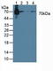 Signal Transducing Adaptor Molecule antibody, LS-C374162, Lifespan Biosciences, Western Blot image 