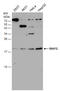 MAF BZIP Transcription Factor G antibody, GTX114541, GeneTex, Western Blot image 