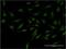 MYC Binding Protein antibody, H00026292-M02, Novus Biologicals, Immunocytochemistry image 
