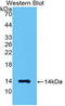 MSTN antibody, LS-C300102, Lifespan Biosciences, Western Blot image 