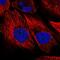 Protein Kinase N3 antibody, PA5-63553, Invitrogen Antibodies, Immunofluorescence image 