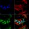 Syn antibody, SMC-530D-STR, StressMarq, Immunocytochemistry image 