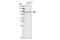 POU Class 2 Homeobox 1 antibody, 4428S, Cell Signaling Technology, Western Blot image 