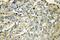Vesicle Associated Membrane Protein 5 antibody, 11822-1-AP, Proteintech Group, Immunohistochemistry frozen image 