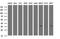 Cytochrome B5 Reductase 1 antibody, NBP2-45649, Novus Biologicals, Western Blot image 