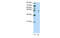 Zinc Finger Protein 419 antibody, MBS835773, MyBioSource, Western Blot image 