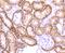 N-Myc Downstream Regulated 1 antibody, NBP2-66969, Novus Biologicals, Immunohistochemistry paraffin image 