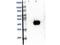 Mitogen-Activated Protein Kinase Kinase 2 antibody, B00996, Boster Biological Technology, Western Blot image 