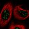 TBC1 Domain Family Member 13 antibody, HPA045865, Atlas Antibodies, Immunofluorescence image 