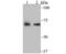 Phosphoenolpyruvate carboxykinase [GTP], mitochondrial antibody, NBP2-75610, Novus Biologicals, Western Blot image 