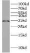IQ Motif Containing K antibody, FNab04377, FineTest, Western Blot image 