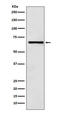 REST Corepressor 1 antibody, M02799-1, Boster Biological Technology, Western Blot image 