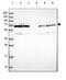 Lamin B2 antibody, HPA047863, Atlas Antibodies, Western Blot image 