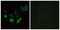 Olfactory Receptor Family 4 Subfamily Q Member 3 antibody, GTX87878, GeneTex, Immunofluorescence image 