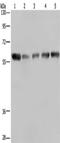 Nucleoporin 62 antibody, CSB-PA255769, Cusabio, Western Blot image 