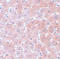 Anaphase Promoting Complex Subunit 4 antibody, A06703, Boster Biological Technology, Immunohistochemistry frozen image 