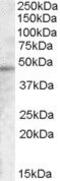 Transmembrane Serine Protease 3 antibody, PA5-18836, Invitrogen Antibodies, Western Blot image 