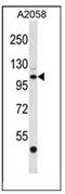 ER Degradation Enhancing Alpha-Mannosidase Like Protein 3 antibody, AP51363PU-N, Origene, Western Blot image 