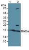Activating Transcription Factor 3 antibody, abx130933, Abbexa, Western Blot image 