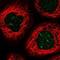Proline Rich 13 antibody, NBP1-92299, Novus Biologicals, Immunocytochemistry image 