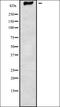 Adhesion G Protein-Coupled Receptor V1 antibody, orb336406, Biorbyt, Western Blot image 