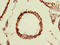 TBC1 Domain Family Member 19 antibody, CSB-PA843274LA01HU, Cusabio, Immunohistochemistry frozen image 
