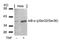 NFKB Inhibitor Alpha antibody, NB100-81987, Novus Biologicals, Western Blot image 