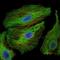 PDZ Binding Kinase antibody, NBP2-37514, Novus Biologicals, Immunofluorescence image 