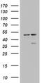 Death Associated Protein 3 antibody, MA5-26568, Invitrogen Antibodies, Western Blot image 