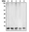 Caspase 7 antibody, LS-C351933, Lifespan Biosciences, Western Blot image 