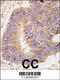 Phosphodiesterase 8A antibody, 57-875, ProSci, Immunohistochemistry paraffin image 