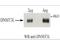 DNA Methyltransferase 3 Like antibody, A04214, Boster Biological Technology, Western Blot image 