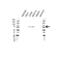 Transcriptional activator Myb antibody, VMA00310, Bio-Rad (formerly AbD Serotec) , Western Blot image 