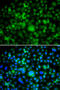 SET And MYND Domain Containing 3 antibody, STJ29448, St John